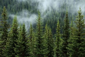 BC Environment Forest
